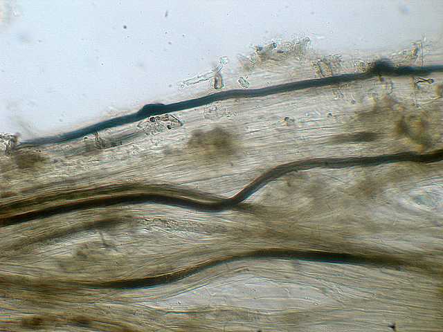 Hydropus atramentosus     (Kalchbr.)    Kotl. & Pouzar